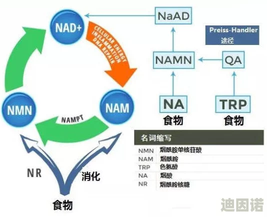 丰年经继拇3的机能量发展，期待其在农业生产中的实际应用与效果