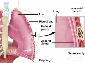 亲吻吃胸揉胸膜下刺激视频：最新研究揭示其对情感交流和生理反应的深远影响与应用潜力