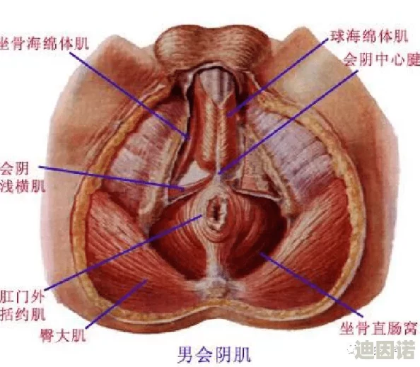 女性生殖特技表演αV，真是让人惊叹的艺术表现，挑战了传统观念！